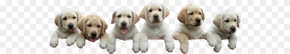 Royalty Library Image Climbing Community Background Puppy, Animal, Canine, Dog, Labrador Retriever Png
