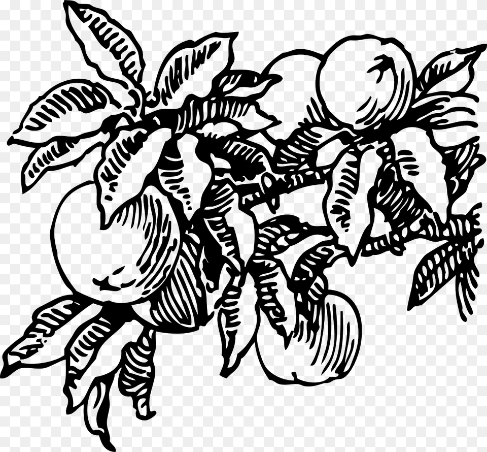 Royalty Peach Fruit Tree Image Picpng Peach Tree Black And White, Gray Png