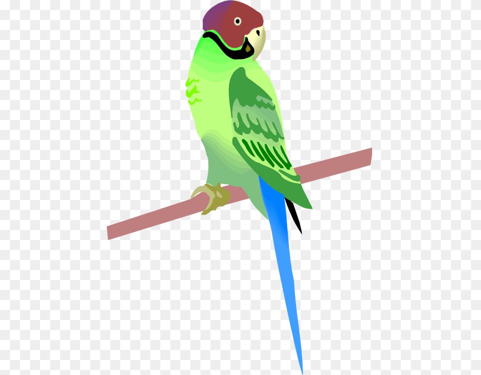 Royalty Pirate Parrot Clip Art Vector Images Illustrations, Animal, Beak, Bird, Vulture Png Image
