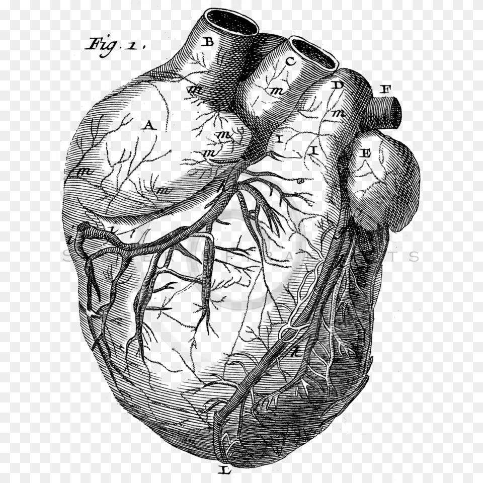 Royalty Stock Vintage Illustrations Photo Keywords Old Anatomy Drawing Heart, Coil, Spiral, Machine, Wheel Free Png Download