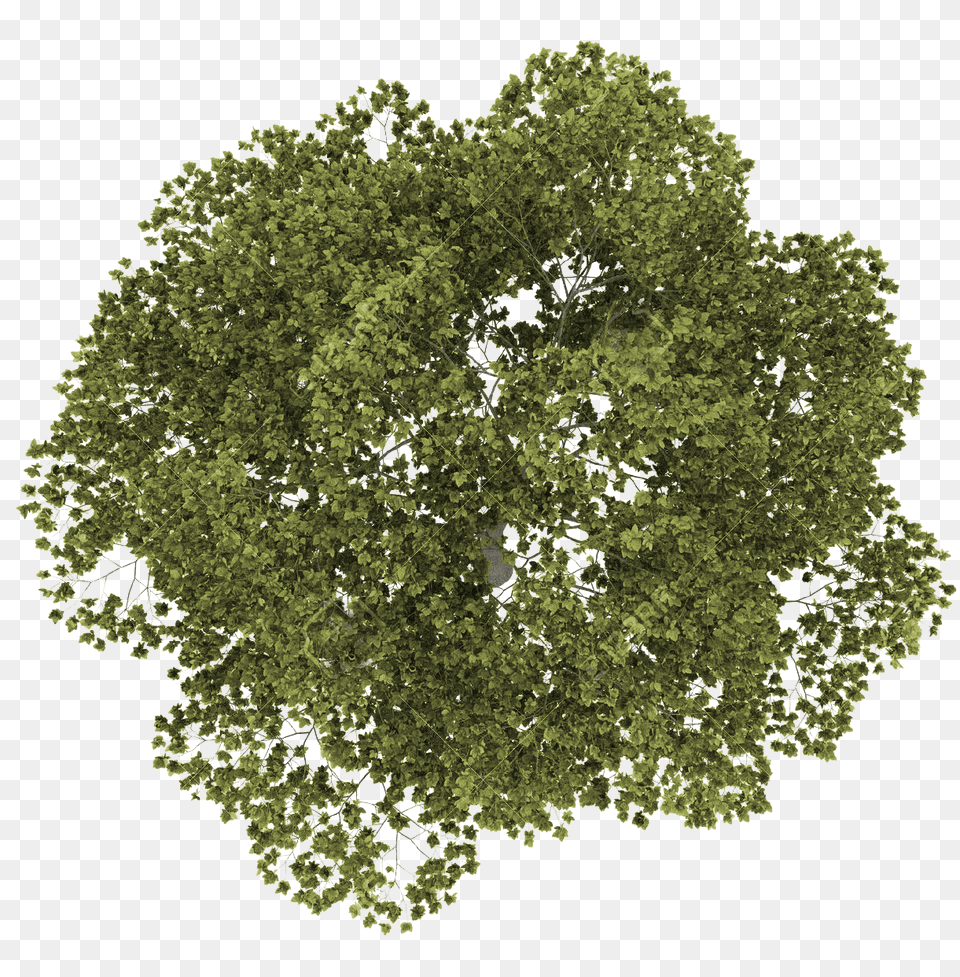 Royalty Tree Plan For Trees In Plan, Moss, Vegetation, Oak, Sycamore Png Image