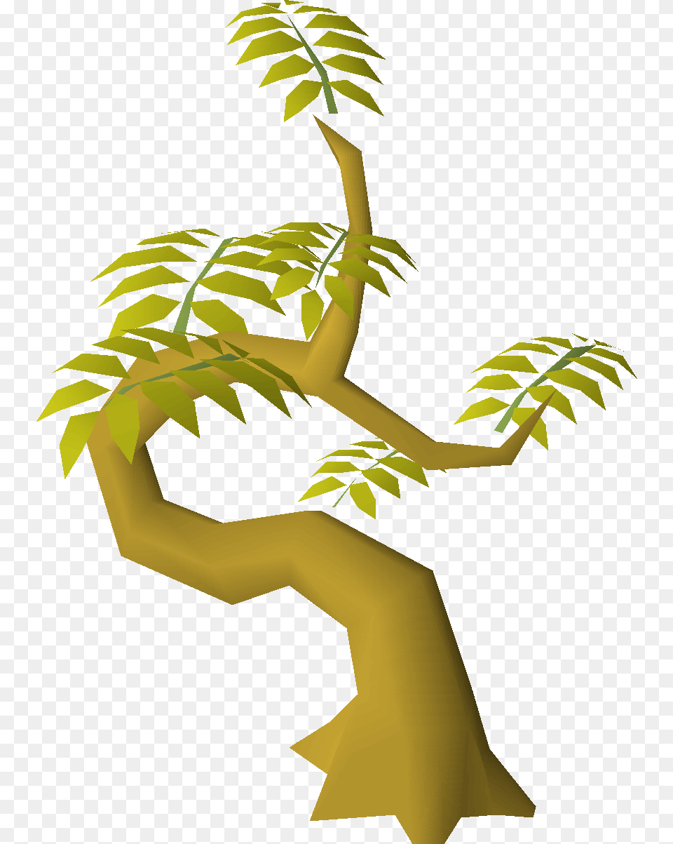 Roystonea, Vegetation, Plant, Leaf, Outdoors Free Png