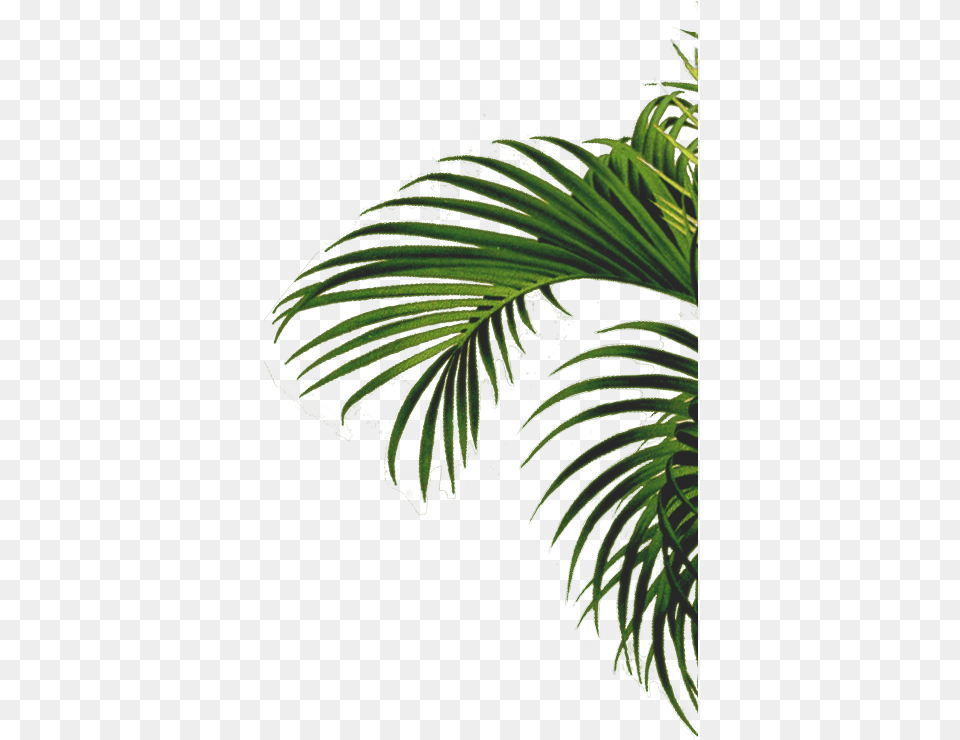 Roystonea, Vegetation, Tree, Plant, Leaf Png