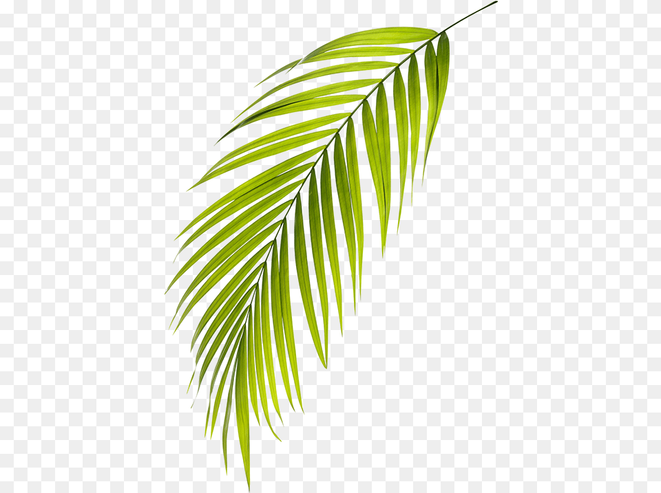 Roystonea, Vegetation, Tree, Plant, Leaf Free Transparent Png