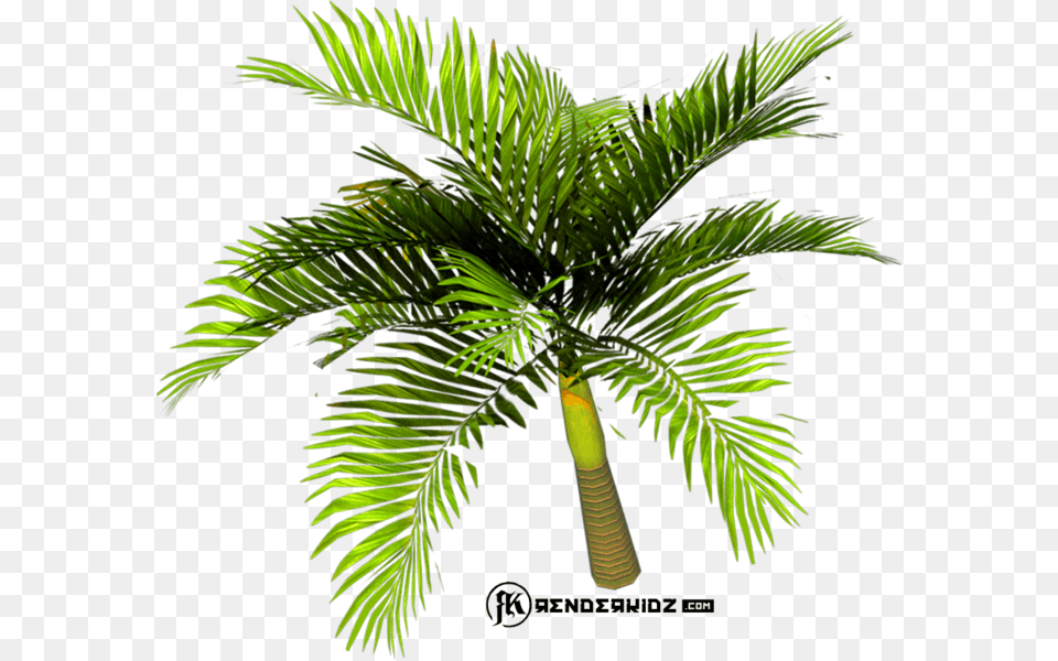 Roystonea, Leaf, Palm Tree, Plant, Tree Png