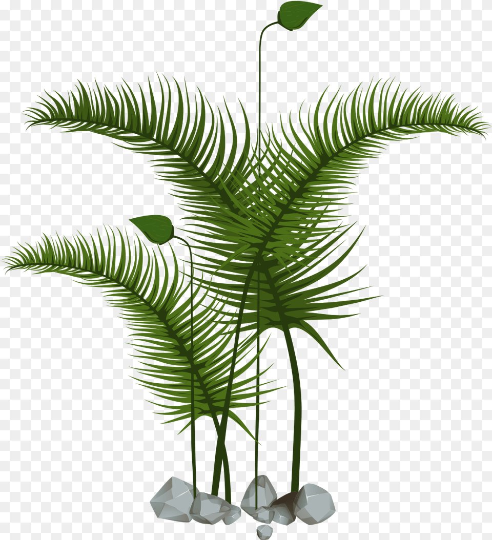 Roystonea, Fern, Plant, Tree, Leaf Png Image