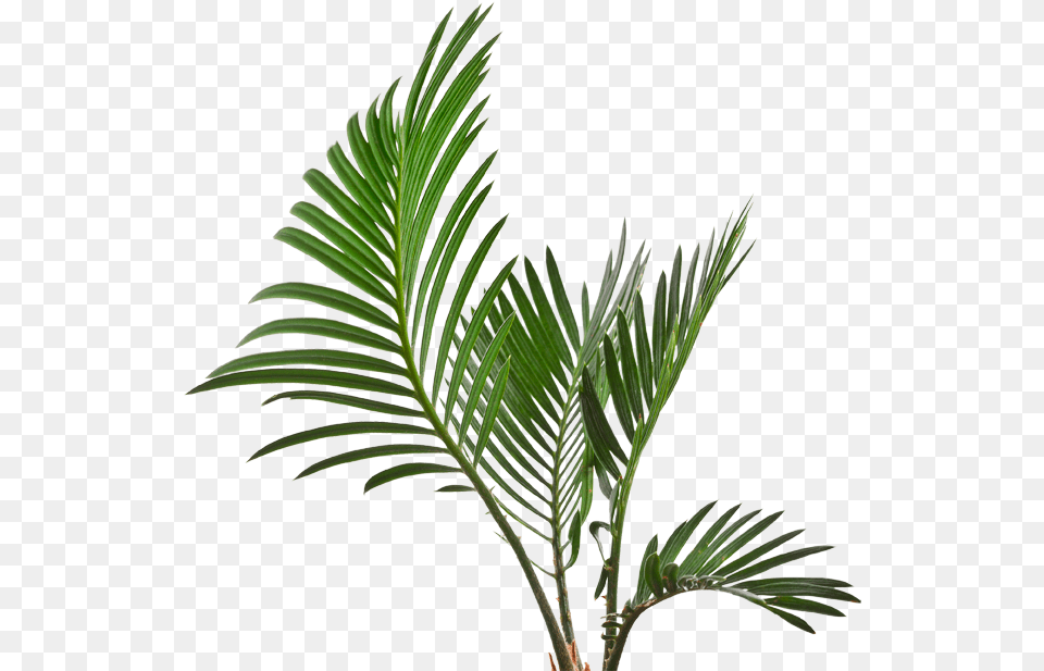 Roystonea, Leaf, Palm Tree, Plant, Tree Png Image