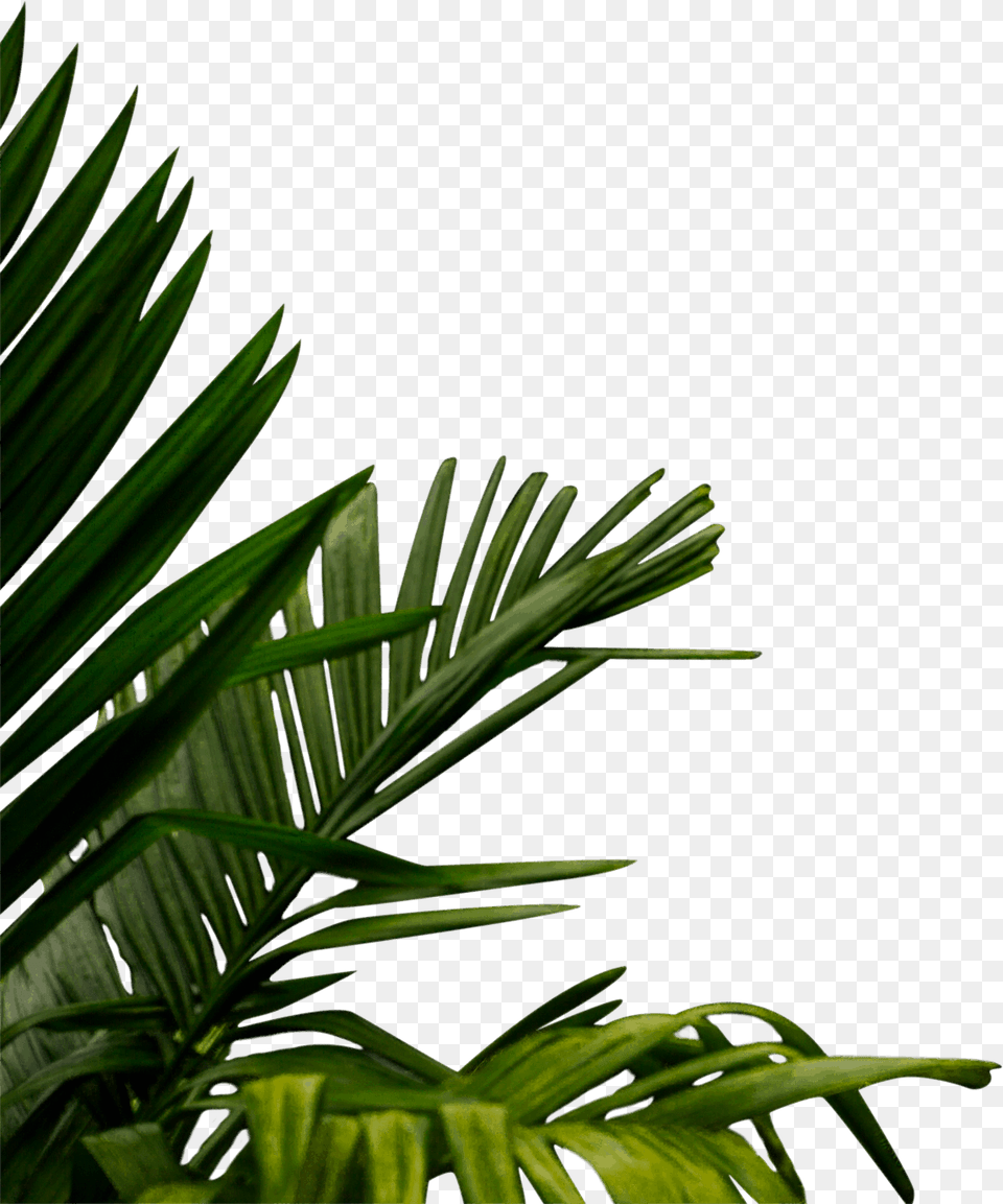Roystonea, Green, Tree, Plant, Palm Tree Png Image