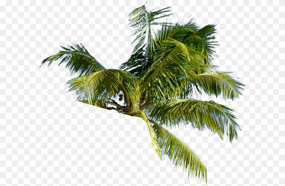 Roystonea, Palm Tree, Plant, Tree Free Png