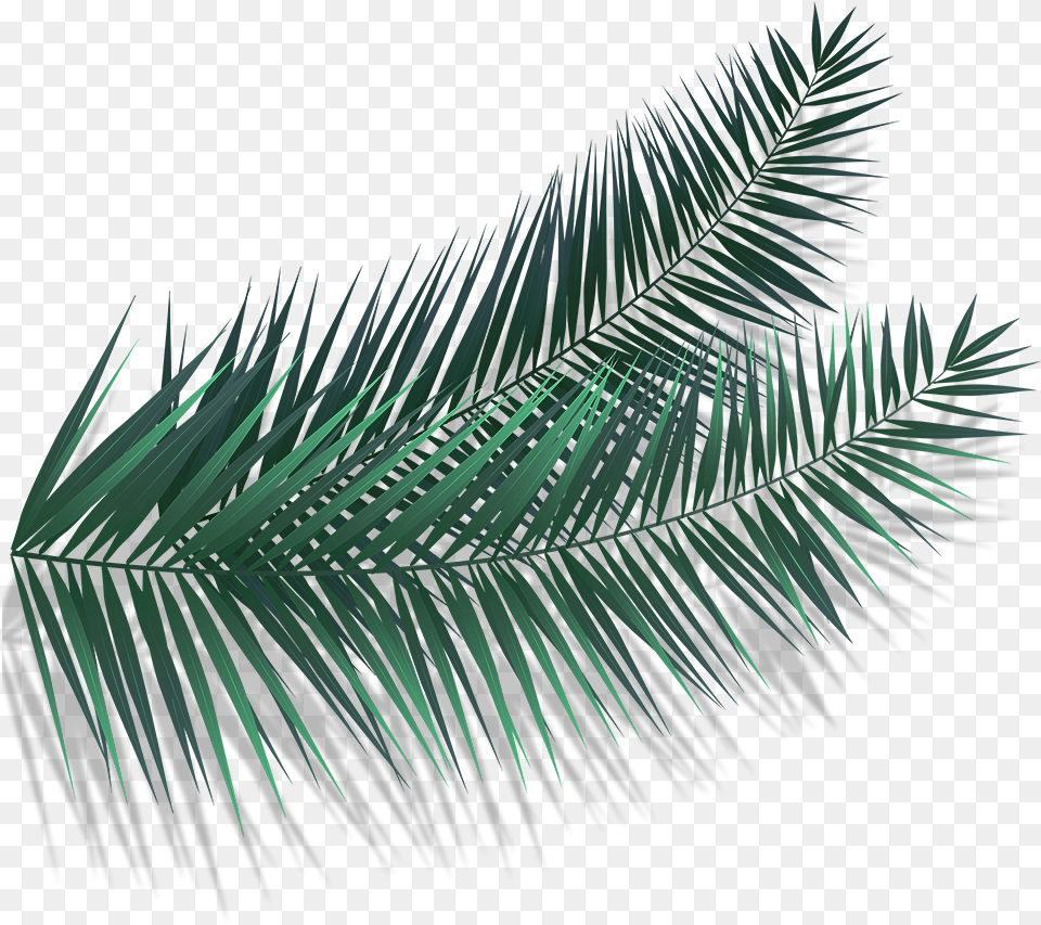 Roystonea, Leaf, Palm Tree, Plant, Tree Png