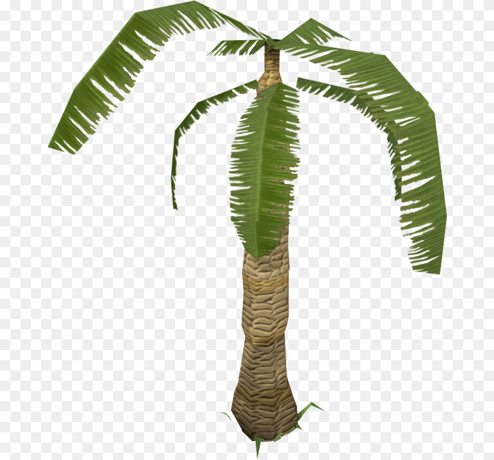 Roystonea, Leaf, Palm Tree, Plant, Tree Free Png Download