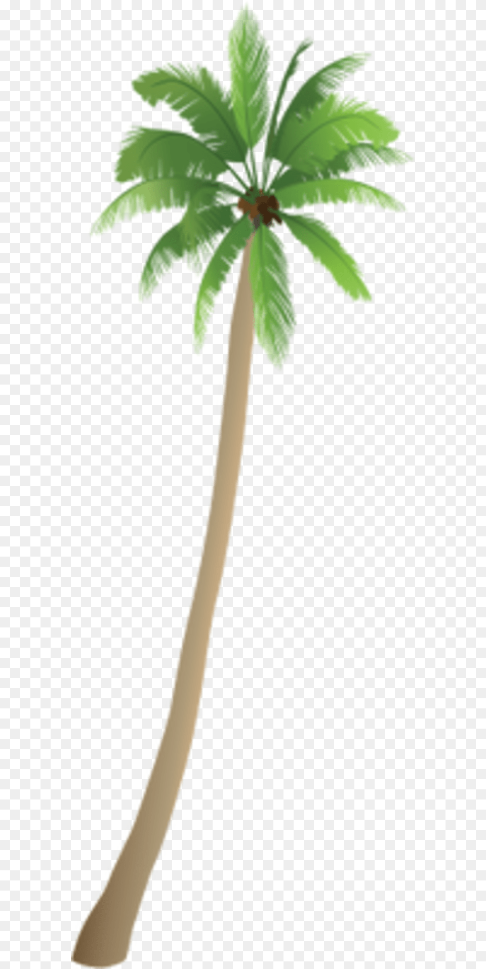 Roystonea, Palm Tree, Plant, Tree, Leaf Png