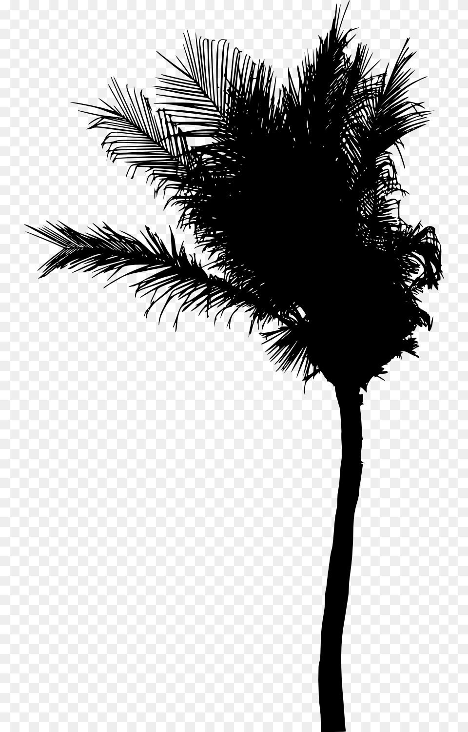 Roystonea, Palm Tree, Plant, Silhouette, Tree Free Png Download