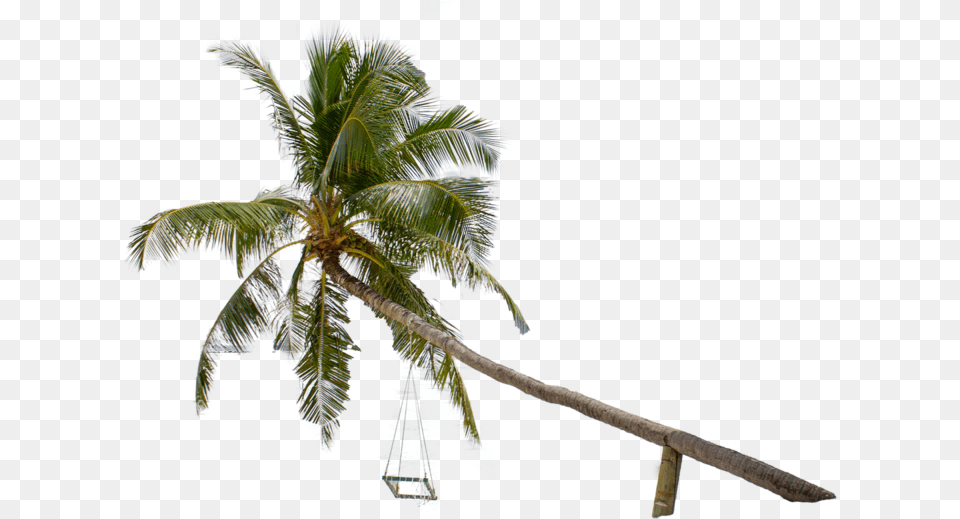 Roystonea, Palm Tree, Plant, Summer, Tree Png Image