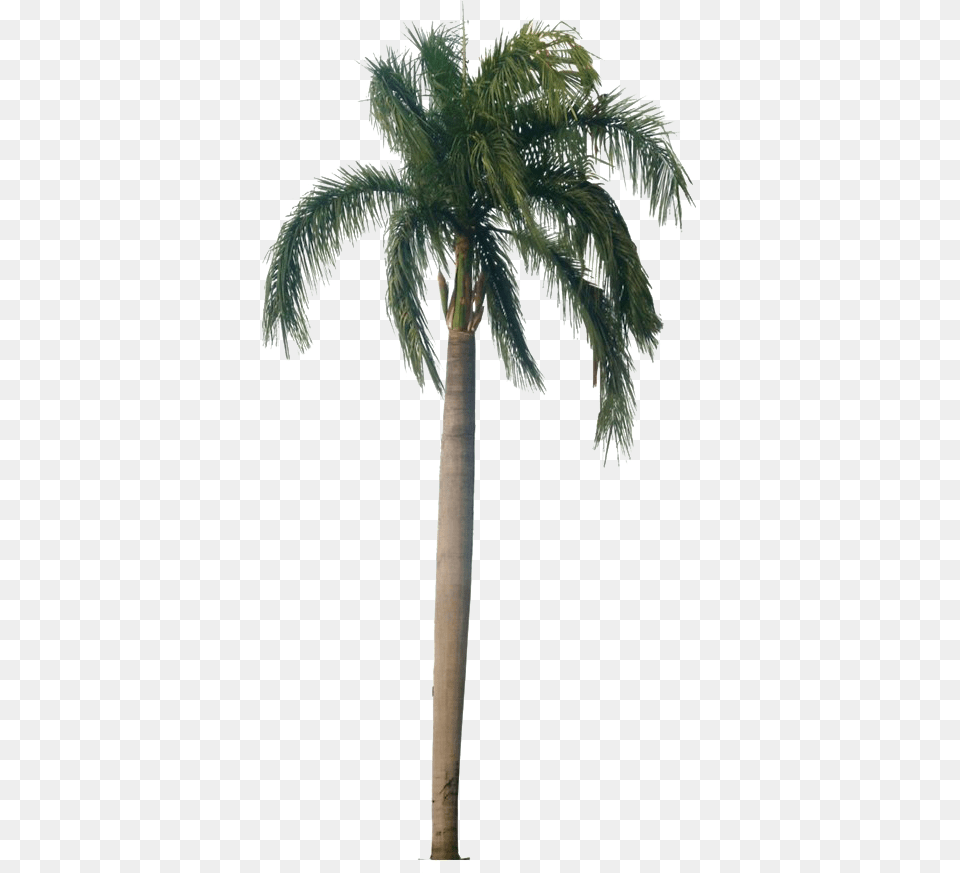 Roystonea Regia, Palm Tree, Plant, Tree, Cross Free Transparent Png