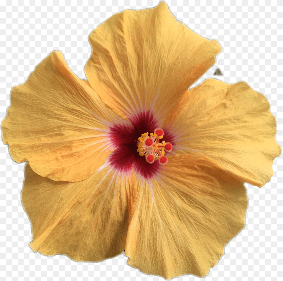 Rozafreetoedit Chinese Hibiscus Free Png