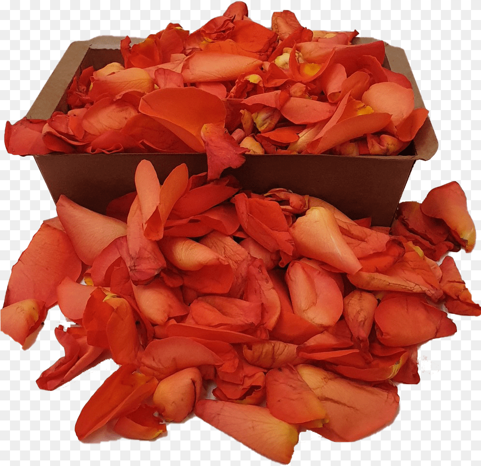 Rozennl Orange Rose Petals Flower, Petal, Plant, Flower Arrangement, Flower Bouquet Free Png