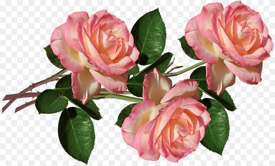 Rozovaya Roza, Flower, Plant, Rose, Flower Arrangement Png Image