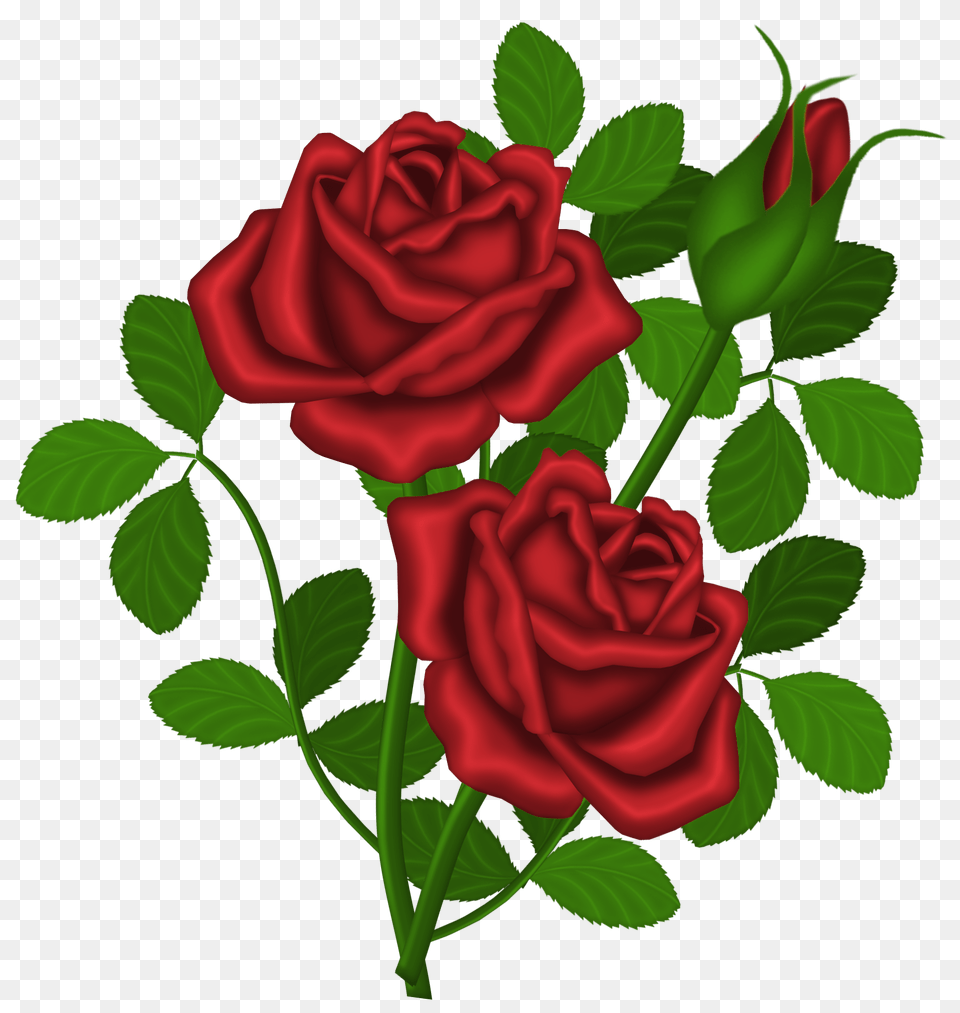 Rozy, Flower, Plant, Rose Free Png Download