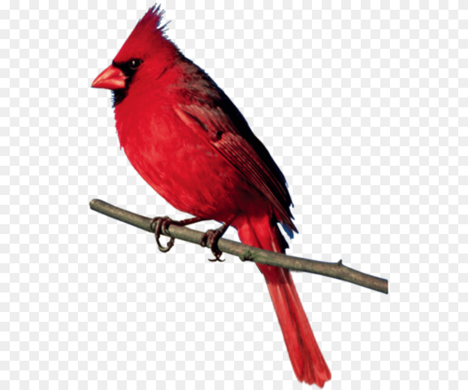 Rr Countrychristmas Album, Animal, Bird, Cardinal Png