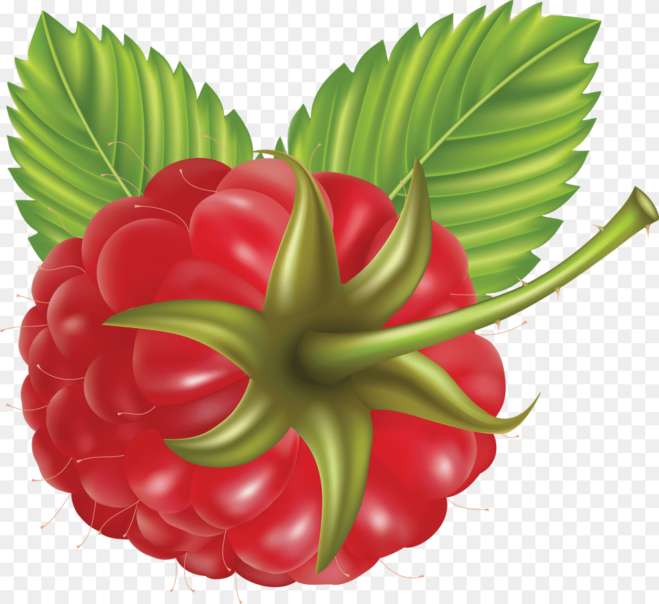 Rraspberry Vector, Berry, Food, Fruit, Plant Free Png Download