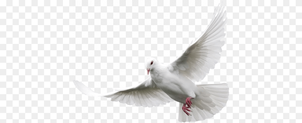 Rsultats Google Recherche D39images Correspondant Doves, Animal, Bird, Pigeon, Dove Png Image
