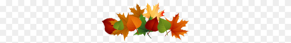 Rsvp Closes, Leaf, Plant, Tree, Maple Leaf Png Image