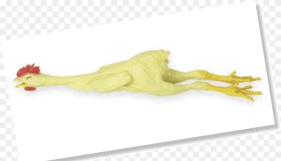 Rubber Chicken, Animal, Bird, Fowl, Poultry Png