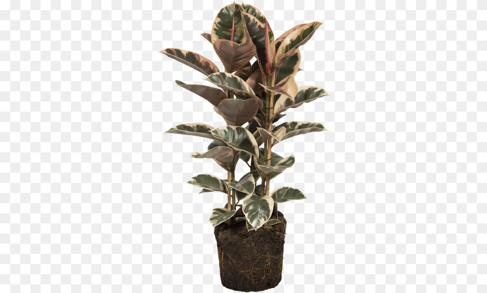 Rubber Plant Houseplant, Flower, Leaf, Potted Plant, Tree Png
