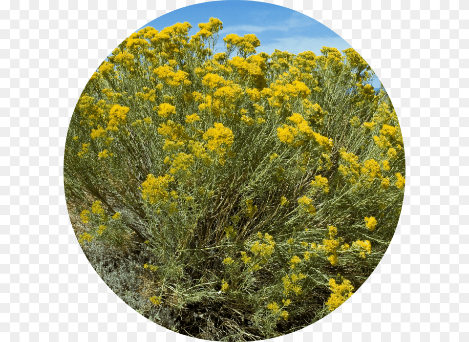 Rubber Rabbitbrush, Photography, Plant, Vegetation, Flower Free Png