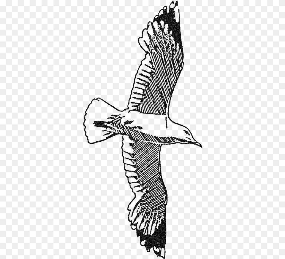 Rubber Stamps Seagull Osprey, Gray Free Png
