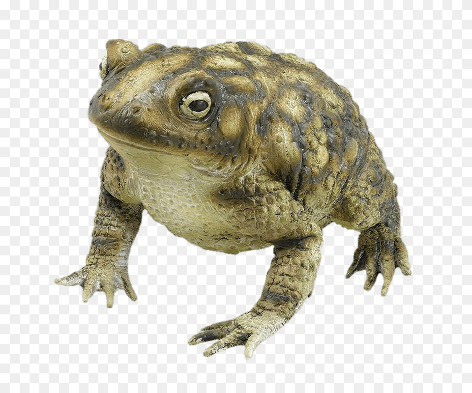 Rubber Toad, Animal, Reptile, Sea Life, Turtle Free Png