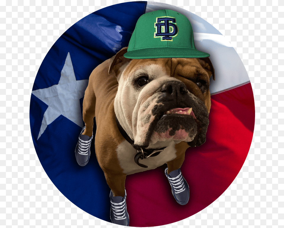 Rubble Player Profile Texas Dawgs Baseball Houstonu0027s Top Toy Bulldog, Animal, Canine, Pet, Dog Png Image