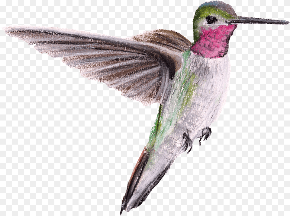 Ruby Hummingbirds, Animal, Bird, Hummingbird Png Image