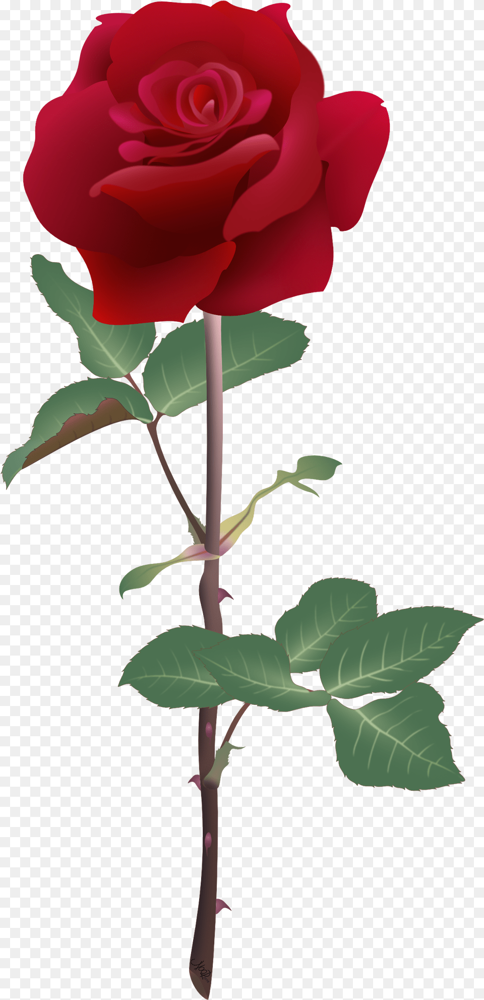 Ruby Rose Flowers, Flower, Plant Png