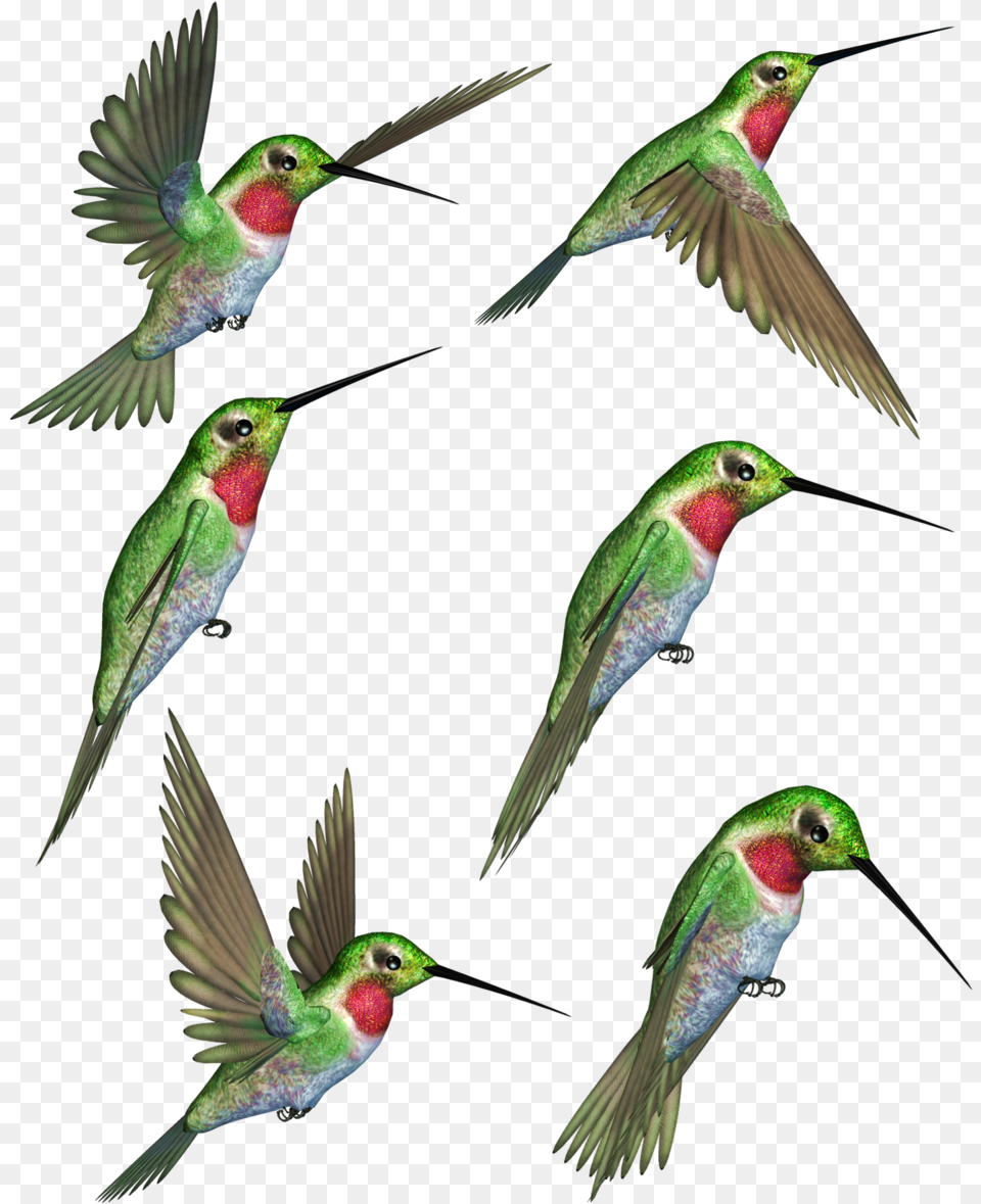 Ruby Throated Clip Art, Animal, Bee Eater, Bird, Beak Free Transparent Png