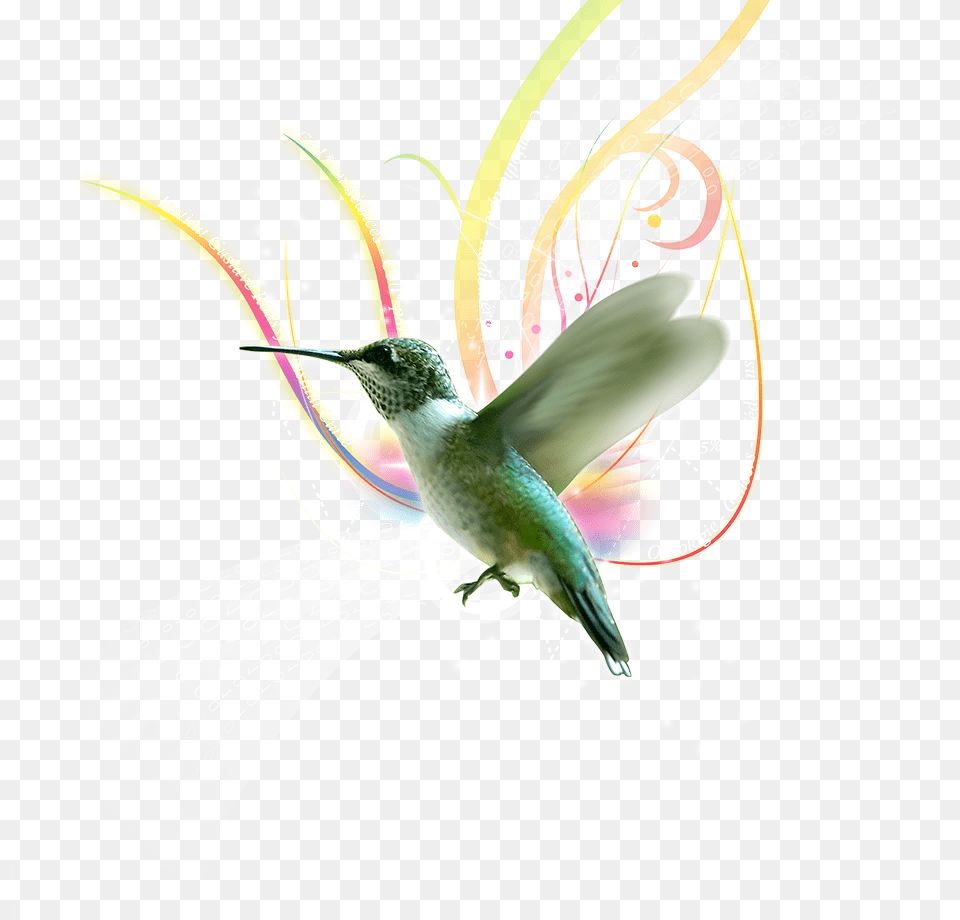 Ruby Throated Hummingbird, Animal, Bird Png Image