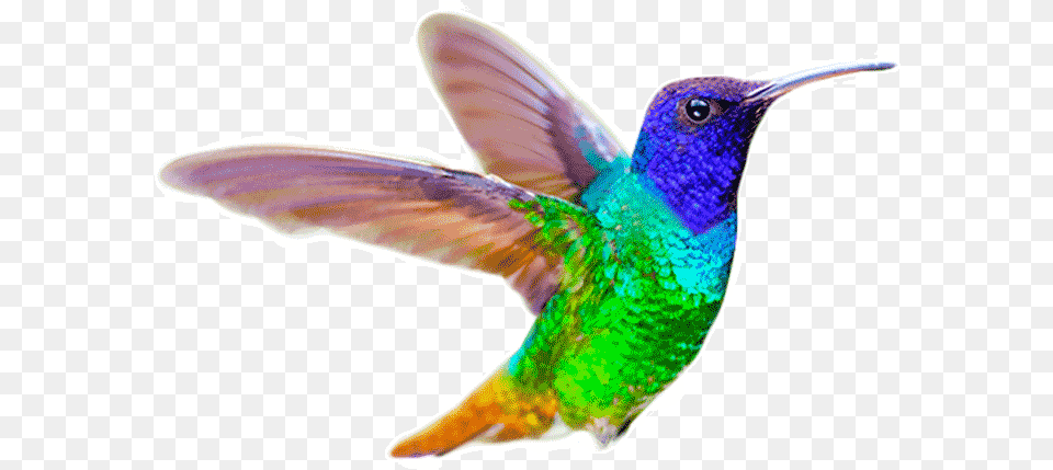 Ruby Throated Hummingbird, Animal, Bird Png Image