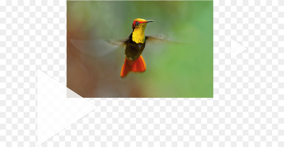 Ruby Throated Hummingbird, Animal, Beak, Bird, Insect Png