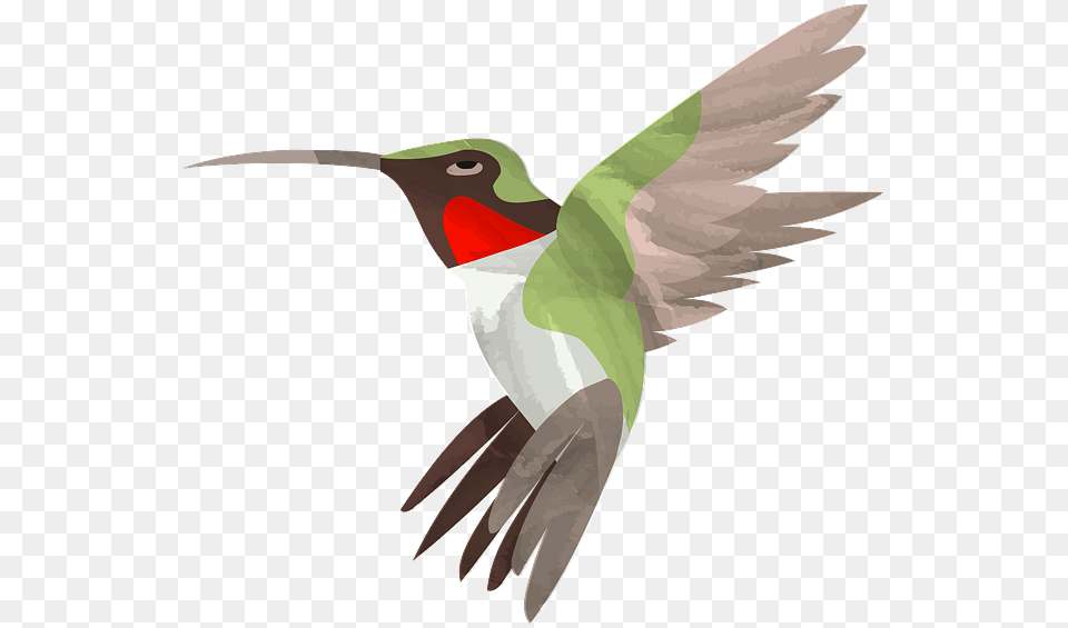 Ruby Throated Hummingbird, Animal, Bird, Fish, Sea Life Free Png Download