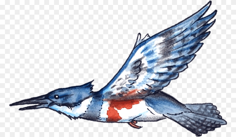 Ruby Throated Hummingbird, Animal, Bird, Flying, Jay Png Image