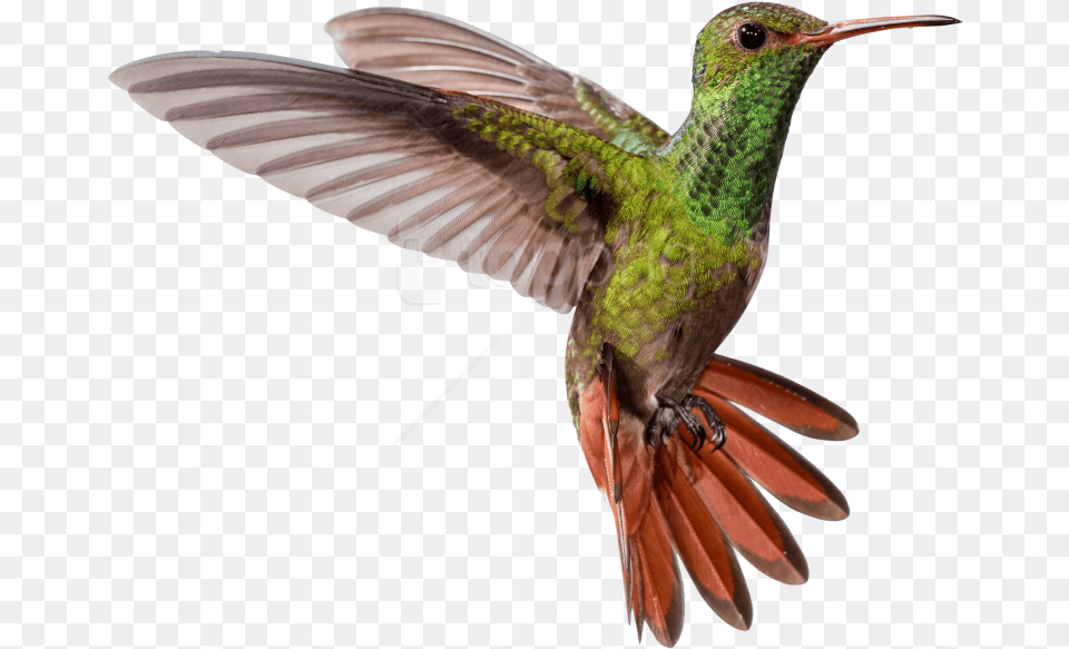 Ruby Throated Hummingbird Hummingbird, Animal, Bird Free Png Download