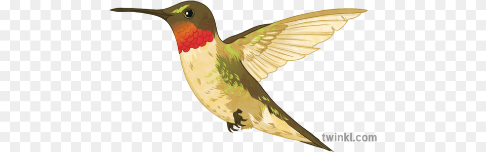 Ruby Throated Hummingbird Illustration Twinkl Hummingbird, Animal, Bird Free Transparent Png