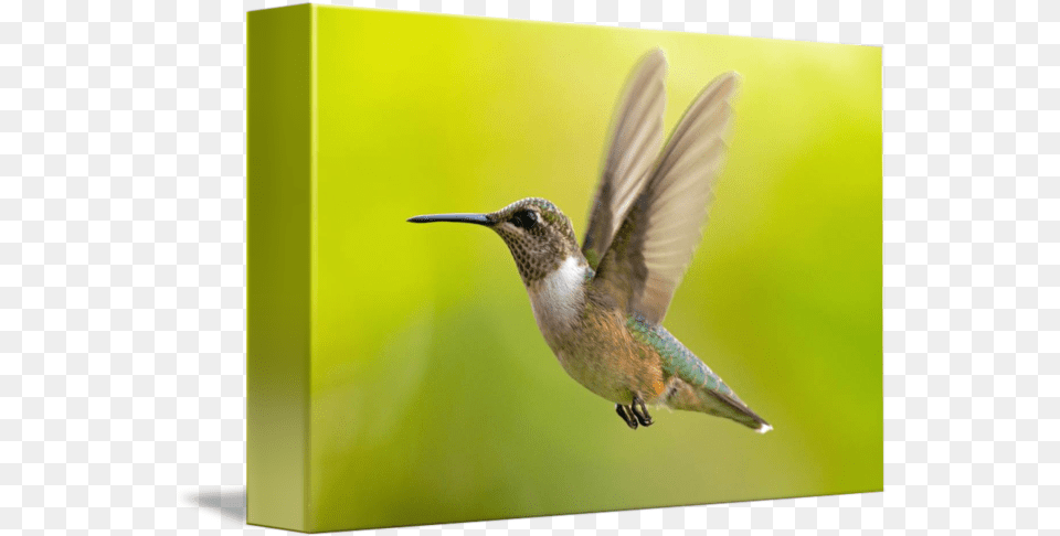 Rubythroated Hummingbird Hovering By Phil Fowler Hummingbird, Animal, Bird Png Image