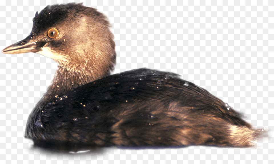 Ruddy Duck, Animal, Beak, Bird, Cormorant Free Png Download