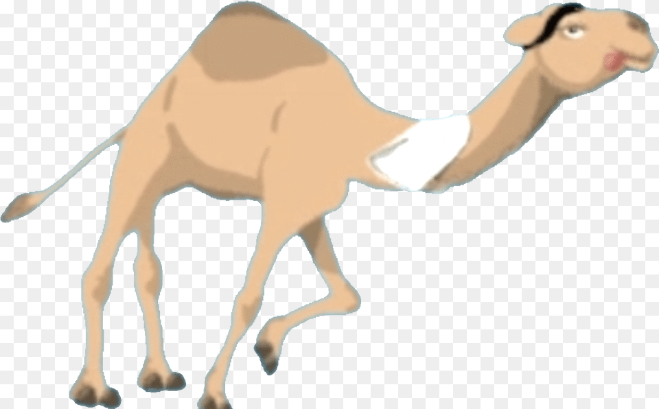 Rudirennkamel Streamlabs Arabian Camel, Animal, Mammal, Wildlife, Zebra Png