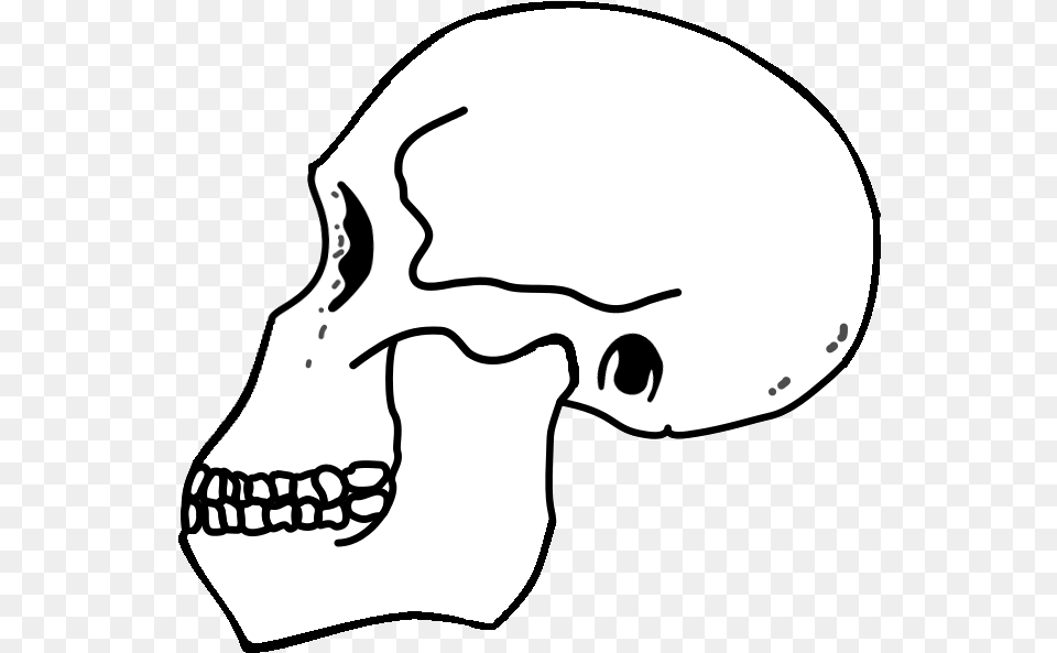 Rudolfensis Skull Skull, Stencil, Baby, Person, Head Png Image