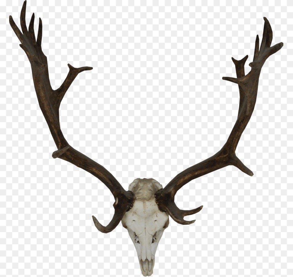 Rudolph Antlers Deer Horn, Antler, Animal, Antelope, Mammal Free Png Download