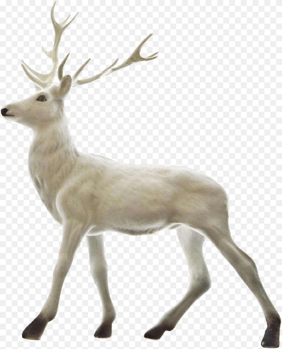 Rudolph Reindeer Santa Claus Christmas Christmas Deer, Animal, Mammal, Wildlife, Kangaroo Free Png