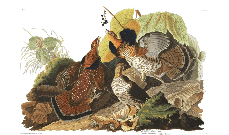 Ruffed Grouse Giclee Painting Audubon39s Illustration From, Animal, Art, Bird Png